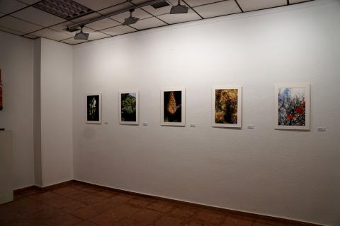 Exposición individual "Alteraciones"