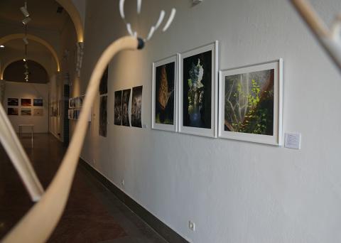 Fotografías en la exposición